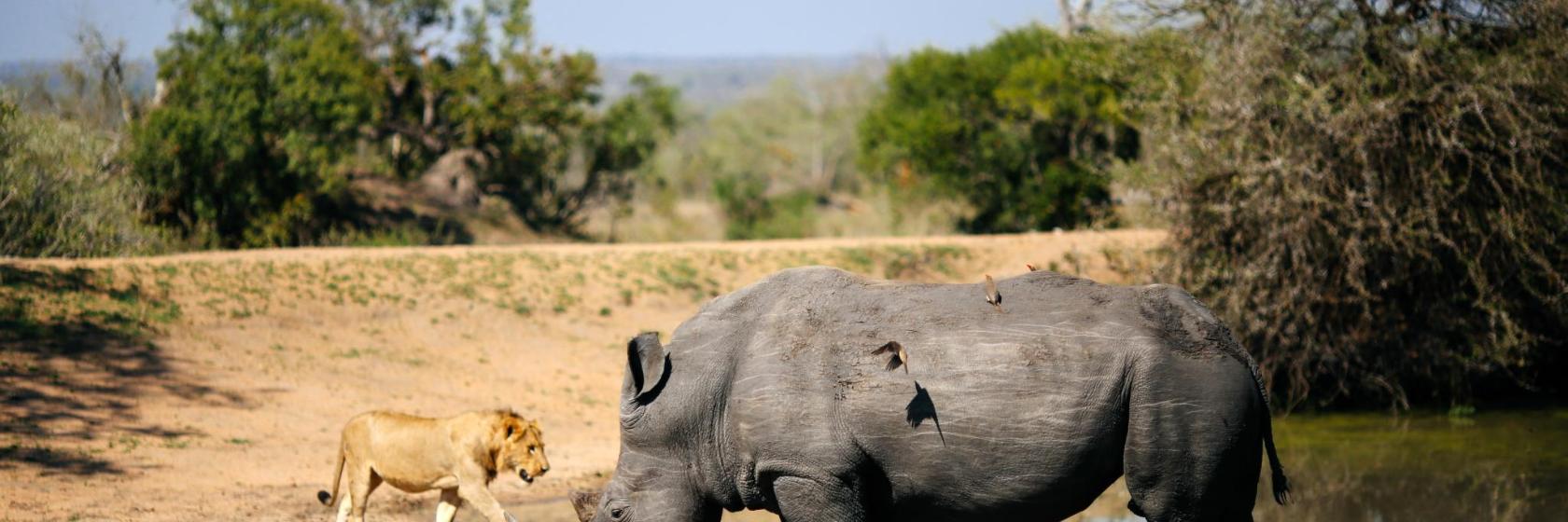 Rhino and Lion Nature Reserve